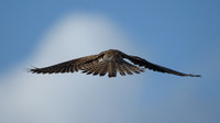 Kestrel