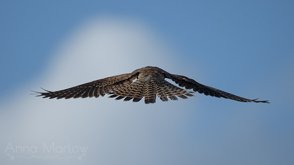 Kestrel