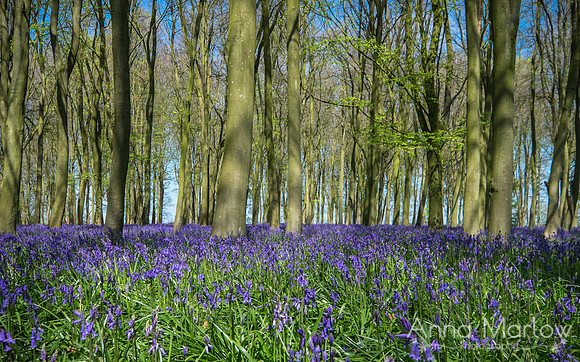 Badbury Bluebells