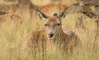 _DSC1808-Edit