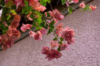 DSCF0204