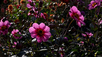 DSCF9344