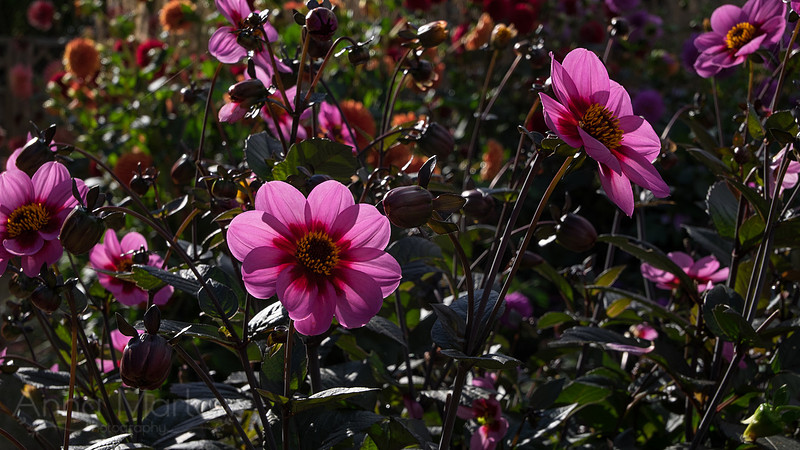 DSCF9344