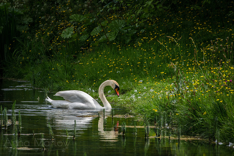 14 AMarlow-Mute Swan and Meadowbank-Wildlife