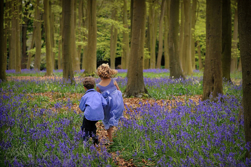 In and Out the Dusty Bluebells