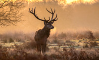 Richmond Stag