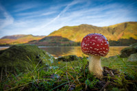 AM-Shroom with a View