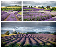 Lavender Fields
