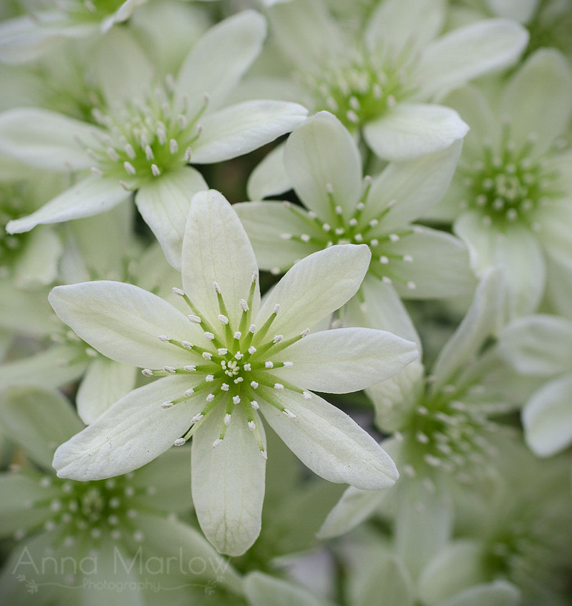 28 AMarlow-Clematis Pixie-CloseUp