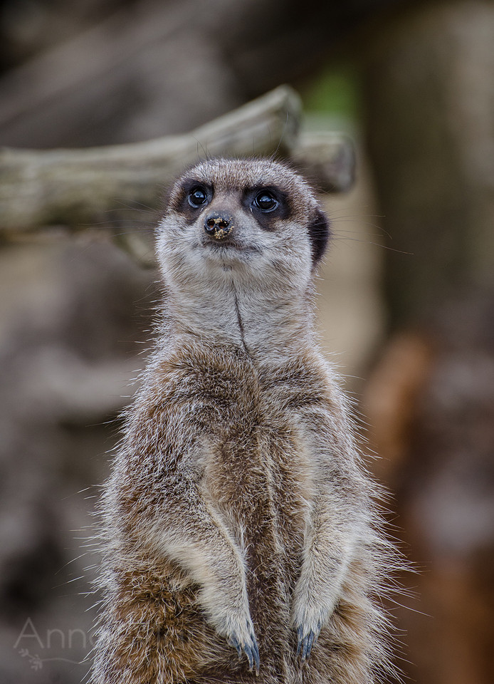 20140410-20140410-_DSC5662