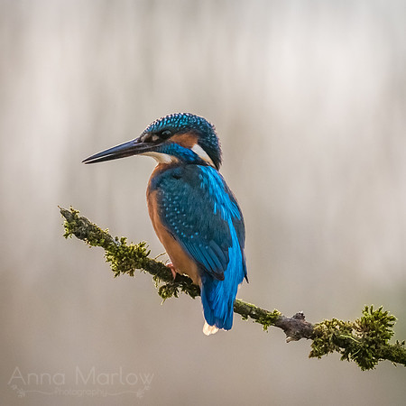 Kingfisher
