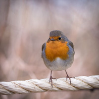 Robin