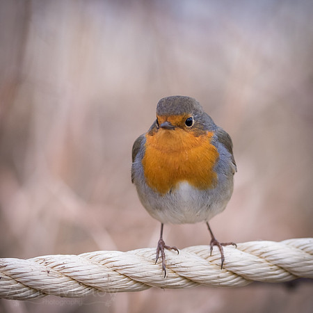 Robin