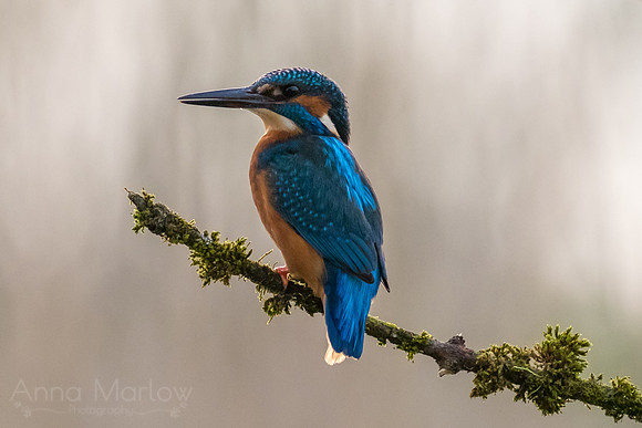 Kingfisher