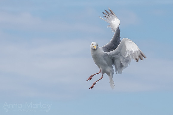 Gull