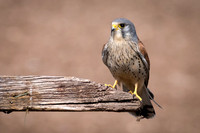 Kestrel