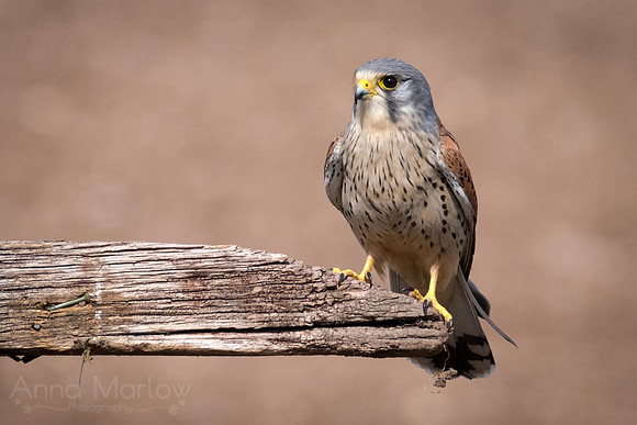 Kestrel