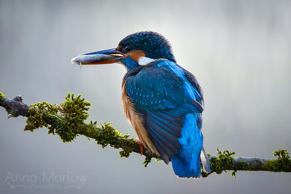 Kingfisher