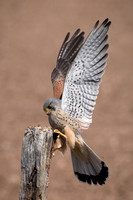 Kestrel