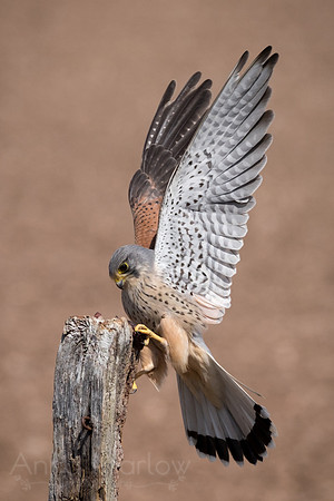 Kestrel