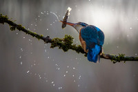 Kingfisher