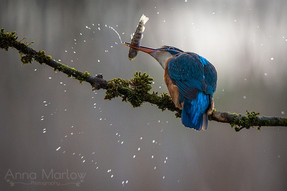 Kingfisher