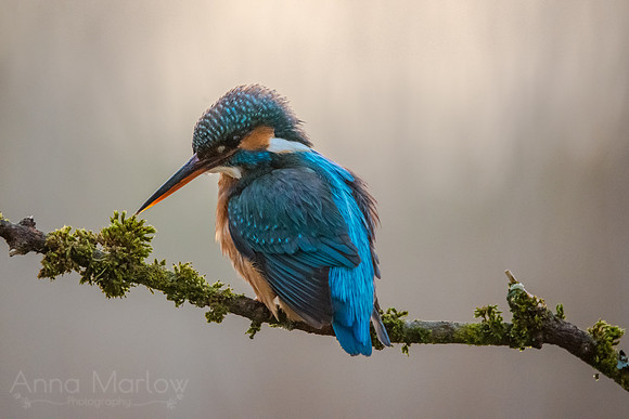 Kingfisher