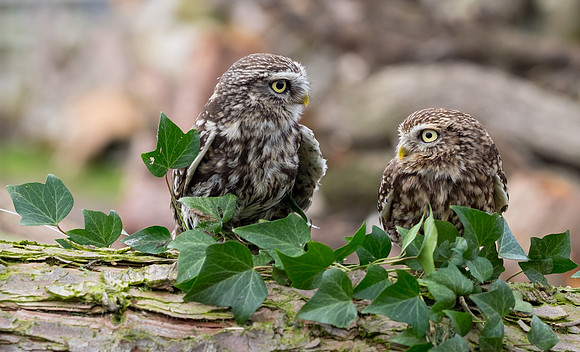 Little Owls