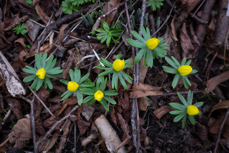 20150212-DSCF6080