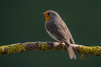 Robin