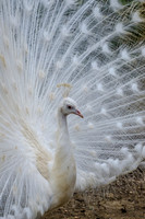 White Peacock