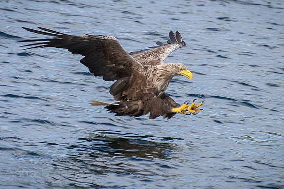 White Tailed Eagle