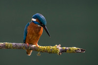 Kingfisher