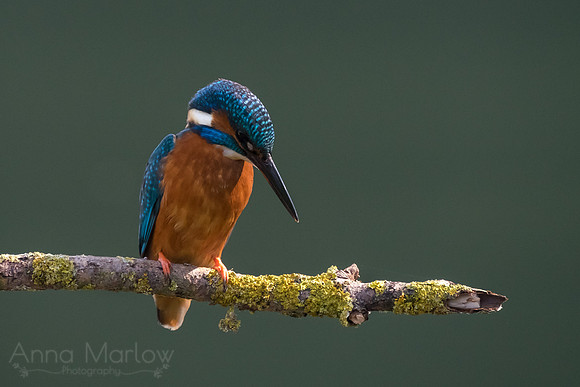 Kingfisher