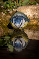 Blue Tit