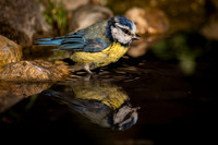 Blue Tit