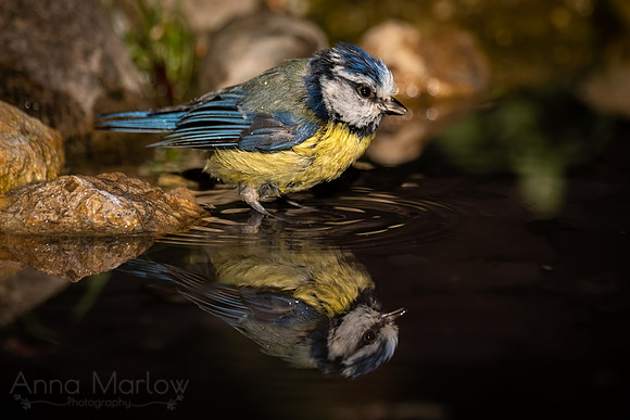 Blue Tit