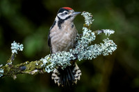 Juvenile Great Spotted Woodpecker
