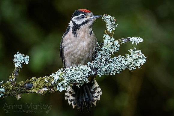 Juvenile Great Spotted Woodpecker