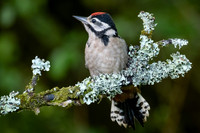 UK Birds