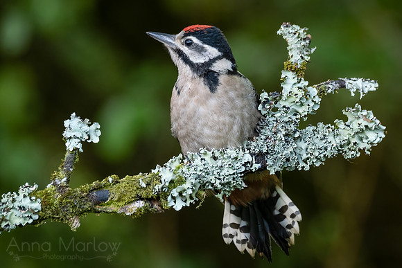 Juvenile Great Spotted Woodpecker