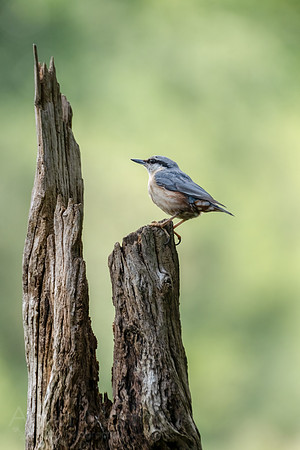 Nuthatch