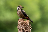 Great Spotted Woodpecker