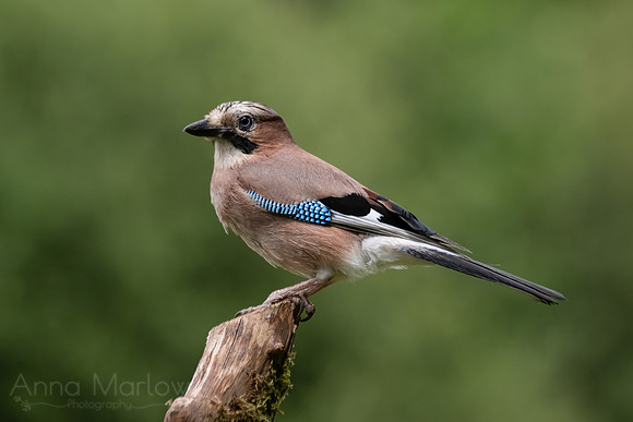 Jay