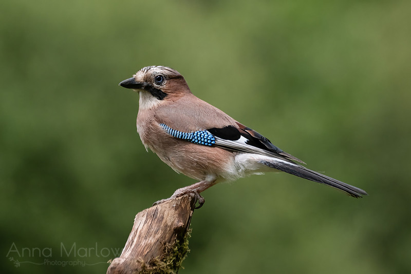 Jay