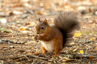 Red Squirrel