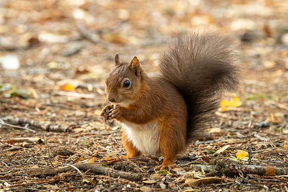 Red Squirrel