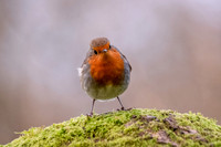 Robin