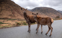 Red Deer in Glen Etive
