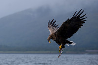 White-tailed Eagle